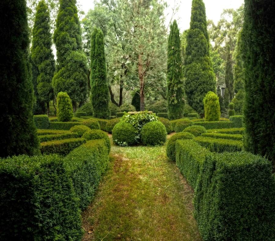 Pine trees on a green field